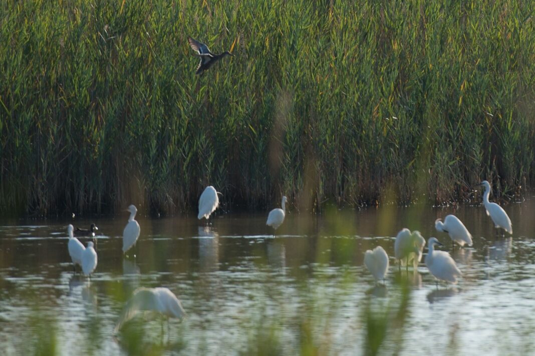 Valgrande a Bibione