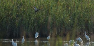 Bibione: le date delle visite Guidate al sito archeologico della Villa Romana di Valgrande Valgrande a Bibione