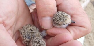 Bibione dà il benvenuto ai primi pulcini di Fratino Due pulcini di Fratino