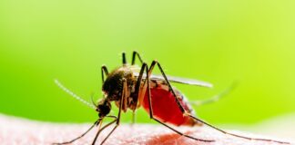 Febbre Oropouche, diagnosticato il primo caso in Veneto febbre oropouche veneto