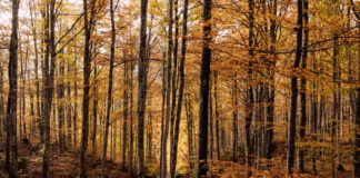 Il Cansiglio d’autunno: escursione tra faggi e abeti secolari con AlberiAmo