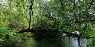 Escursione guidata tra i laghi di Cinto Caomaggiore con AlberiAmo