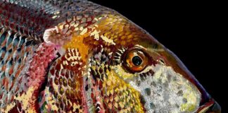 Cannaregio, l’arte di Giulia Crimaldi a ‘#FISHKISS – Il bacio del pesce’ #FISHKISS - Giulia Crmaldi