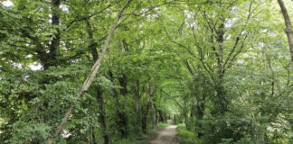 Portogruaro: al via il progetto “Pianta Tu” per un verde urbano più ricco