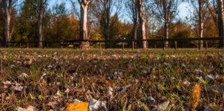 Un’escursione tra i colori d’autunno con AlberiAmo