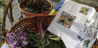 Aps AlberiAmo alla Festa delle Associazioni e dei Bambini di Portogruaro