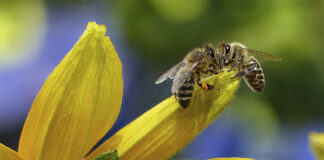 Ambiente, biodiversità e api protagonisti del convegno ad Annone Veneto