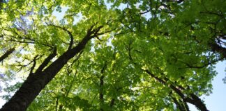 Qualità dell’aria in Regione, Bottacin ‘Continuiamo a lavorare per raggiungere gli obiettivi’ qualità dell'aria veneto