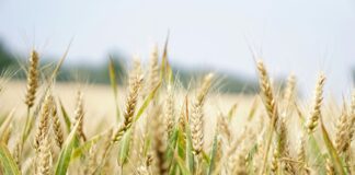 Annata Agricola 2024: fatturato in crescita, ma il settore affronta grandi sfide climatiche e sanitarie