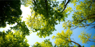 Scopri il mondo degli alberi: corso di riconoscimento a Portogruaro
