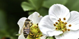 Associazione Naturalistica Sandonatese: 51° anno di attivitÃ