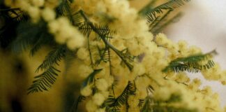 Donne: Un Colore Non Basta 2025