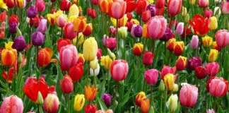 Ritorna la Festa dei Fiori 2025: un’invasione di colori e sapori per accogliere la primavera