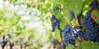 IRRESISTIBILE PIWI 2025: una rivoluzione verde nel cuore della viticoltura sostenibile