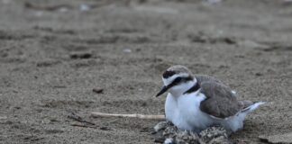 A Vallevecchia sono venuti alla luce i primi esemplari di fratino del 2025 Un fratino a Vallevecchia, Caorle