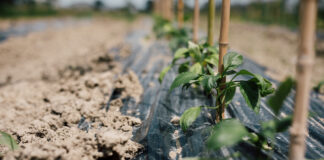 Un’oasi di sostenibilità e meraviglia: alla scoperta di Agrioasi, la fattoria che educa alla natura