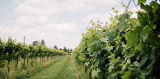 Le Carline: il futuro del vino è sostenibile, da oltre 30 anni