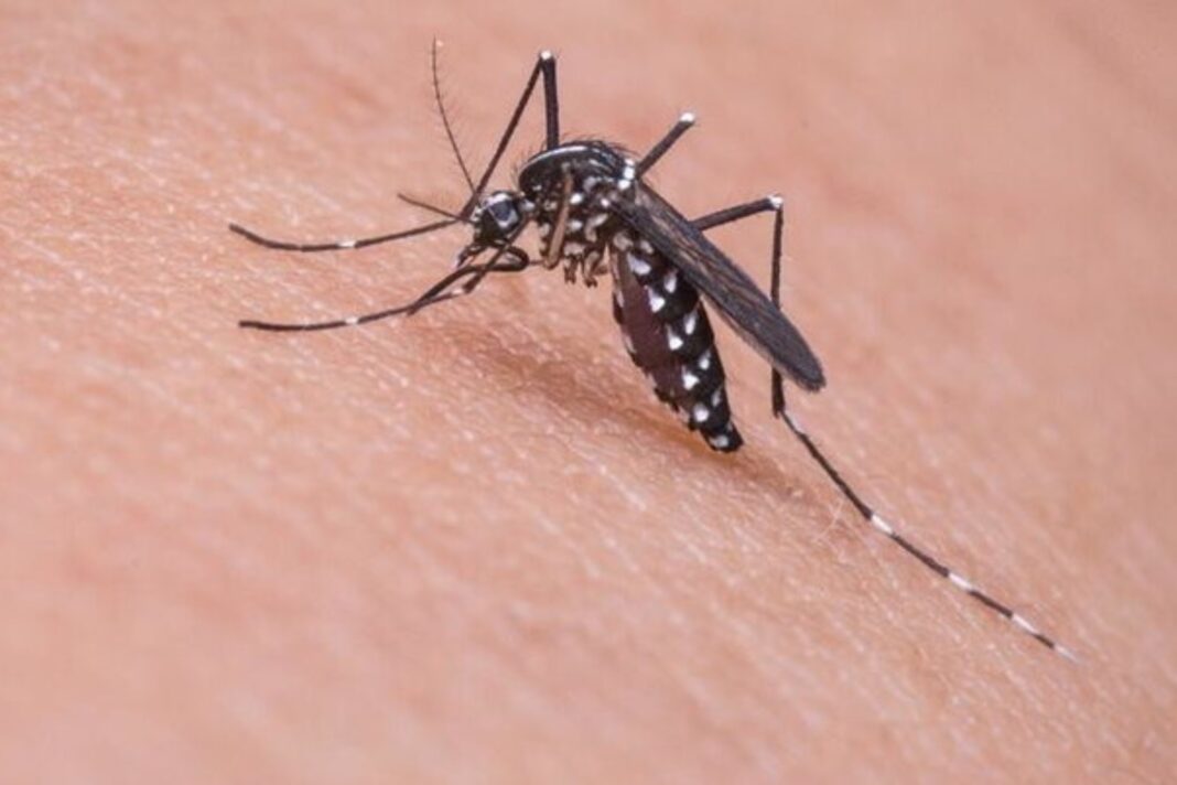 chikungunya Veneto