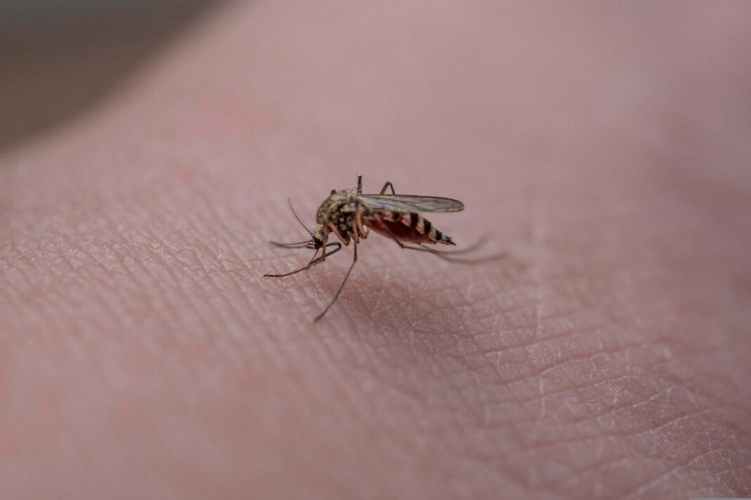 Chikungunya regione Veneto