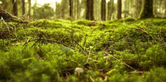 Dal 18 novembre la Fondazione Marchesani ospita la mostra ‘Muschio’ mostra muschio