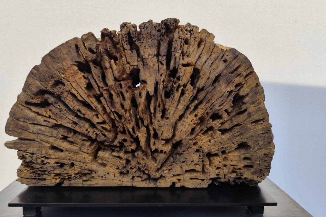 mostra Trasformazioni
