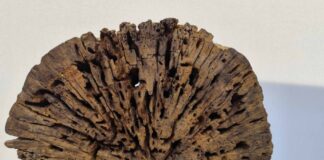 Dal 18 giugno la mostra Trasformazioni alla Sala Palazzo della Provvederia mostra Trasformazioni
