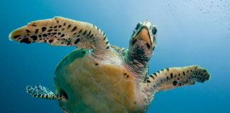 Veneto, al via il monitoraggio della tartaruga marina Caretta tartaruga marina Caretta