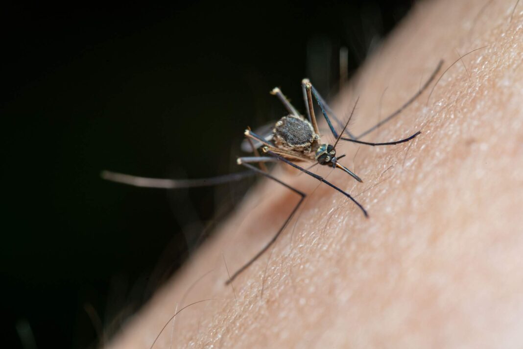 Dengue Portogruaro
