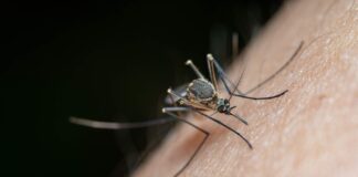 Portogruaro, caso di Dengue: al via la disinfestazione straordinaria Dengue Portogruaro