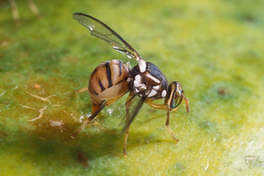 Mosca orientale della frutta, primo caso in Veneto