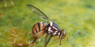 Mosca orientale della frutta, primo caso in Veneto Mosca orientale della frutta, primo caso in Veneto