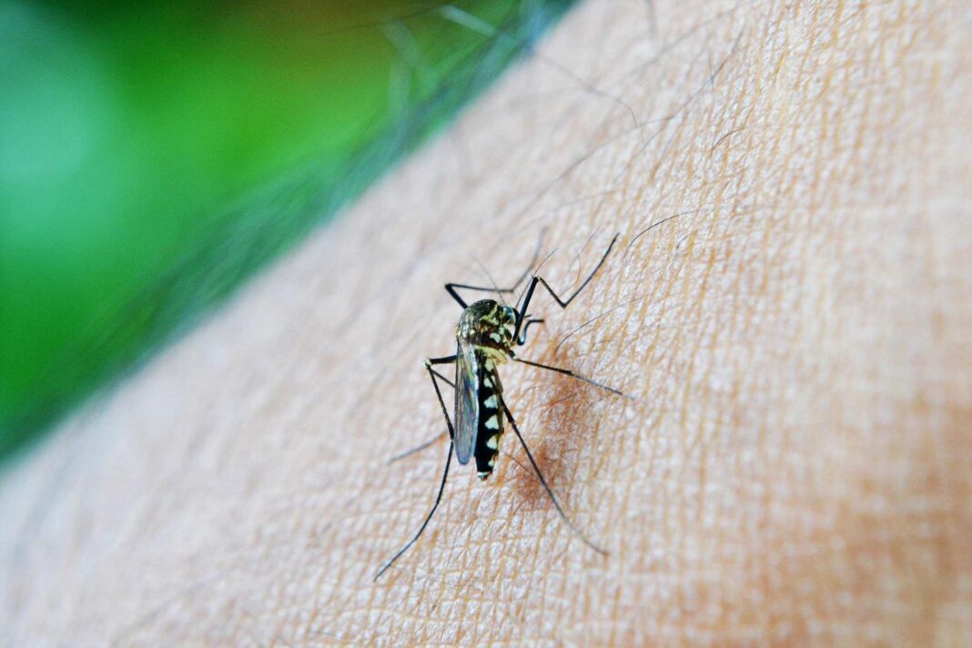 Dengue a Pramaggiore
