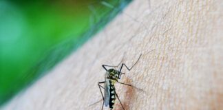Dengue a Pramaggiore, al via la disinfestazione straordinaria Dengue a Pramaggiore